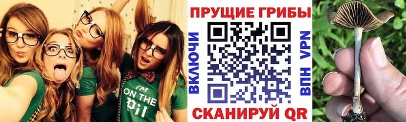 купить наркоту  Партизанск  Галлюциногенные грибы GOLDEN TEACHER 